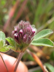 Trifolium macraei