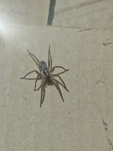 Greek Burrow-living Wolf Spider