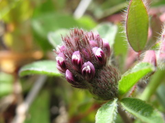 Trifolium macraei