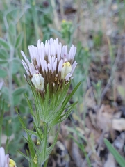 Castilleja lineariloba