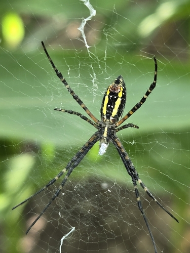 Banded Garden Spider