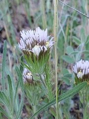 Castilleja lineariloba
