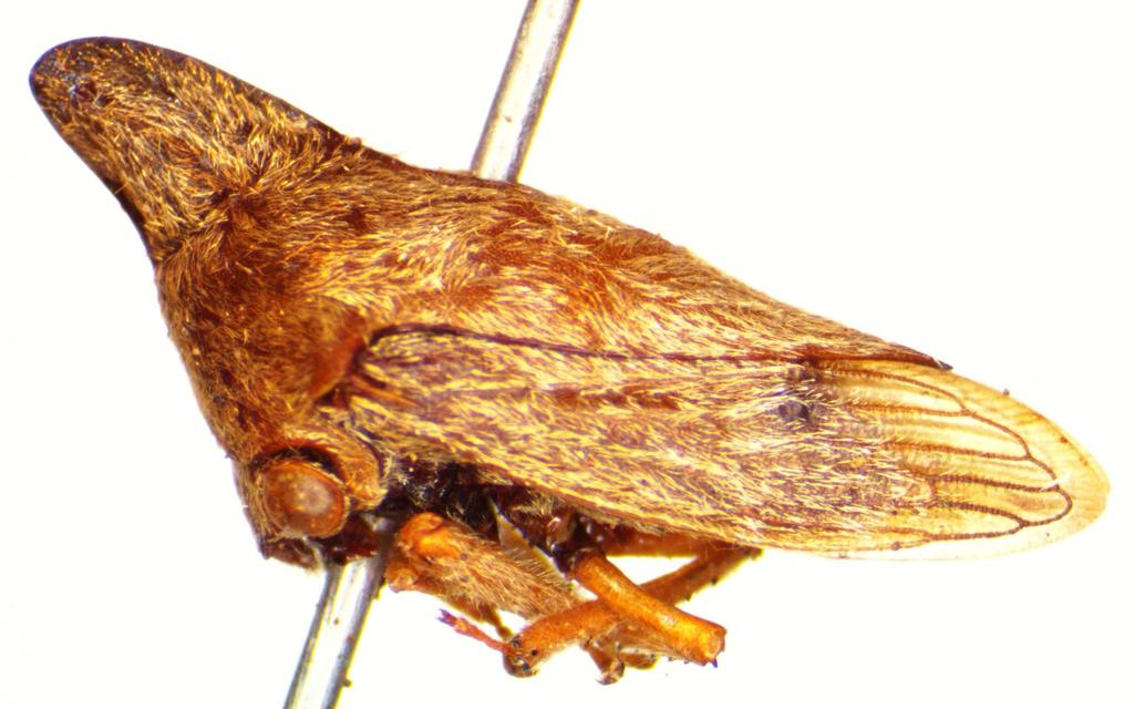 Calloconophora obliqua