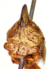 Calloconophora obliqua