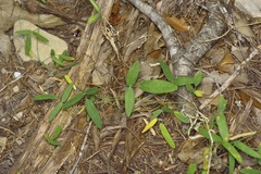Rhynchosia senna, photograph (c) Michelle W. （鍾偉瑋）, some rights reserved (CC BY)