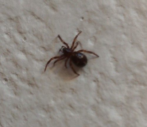 Photo of Ant Comb-Footed Spider (Asagena phalerata)