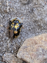 Deloyala guttata