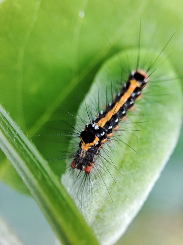 Swan Moth