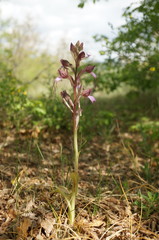 Himantoglossum comperianum