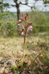 Himantoglossum comperianum