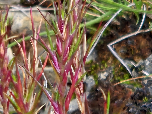 Festuca vivipara, photograph 3