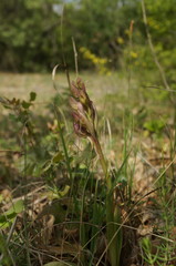 Himantoglossum comperianum