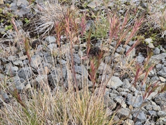 Festuca vivipara, photograph (c) Rainer Breitling, some rights reserved (CC BY)