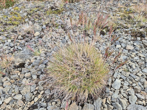 Festuca vivipara, photograph 5