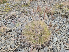 Festuca vivipara, photograph (c) Rainer Breitling, some rights reserved (CC BY)