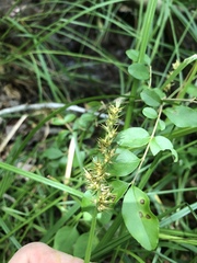 Carex stipata maxima