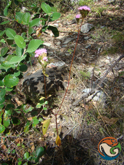 Stevia caracasana