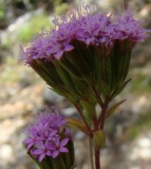 Stevia caracasana