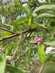 Prunus persica nucipersica