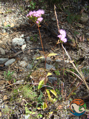 Stevia caracasana