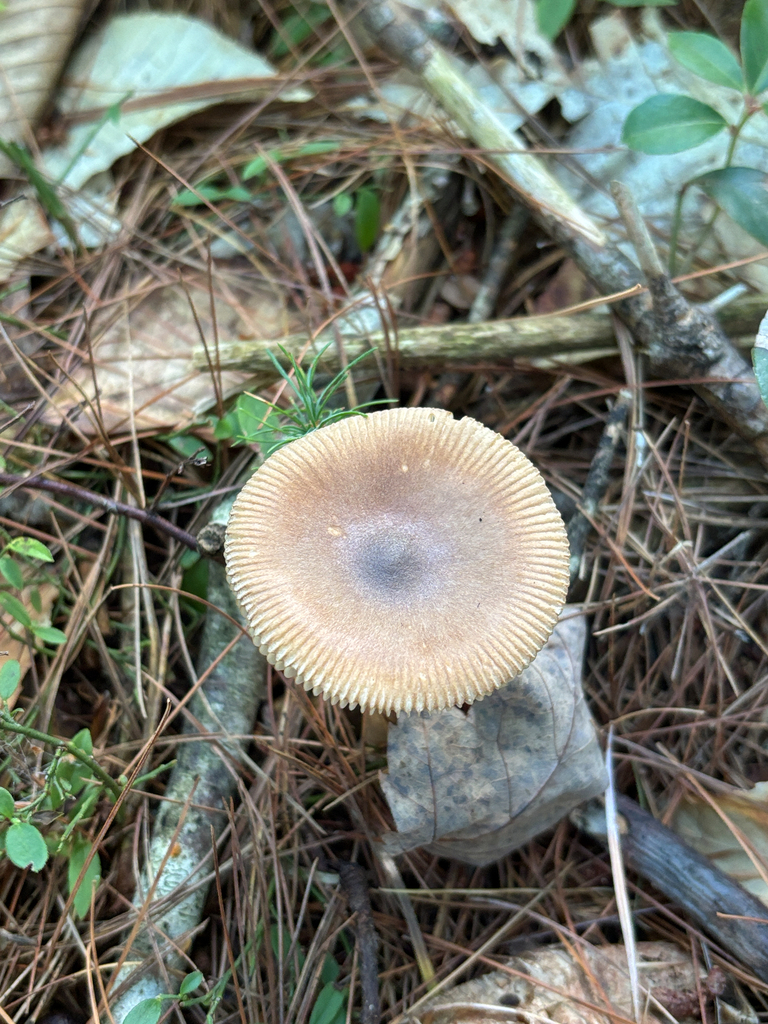 Tawny Grisette · August 2026 · photo: Photo: (c) Sarah Courchesne, some rights reserved (CC BY) · iNaturalist