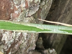 Carex stipata maxima