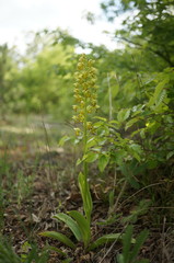 Orchis punctulata
