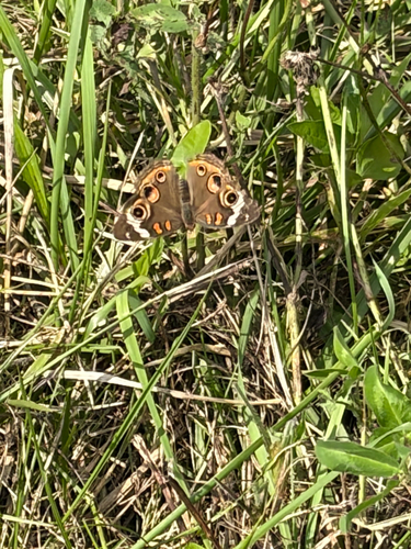 Common Buckeye