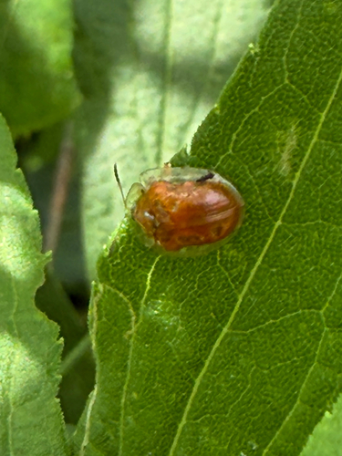 Golden Tortoise Beetle