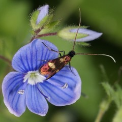 Cauchas fibulella