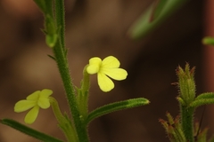 Striga asiatica