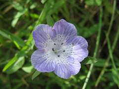 Nemophila menziesii menziesii