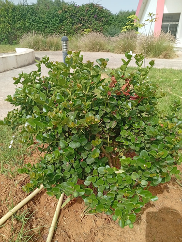 Natal Plum