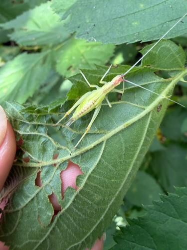 Broad-winged tree cricket