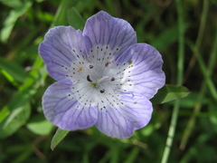 Nemophila menziesii menziesii