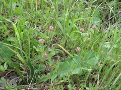 Trifolium bifidum decipiens