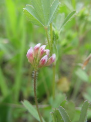 Trifolium bifidum decipiens