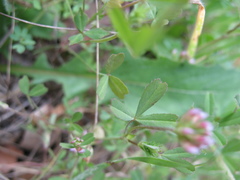 Trifolium bifidum decipiens