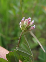 Trifolium bifidum decipiens
