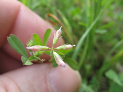 Trifolium bifidum decipiens