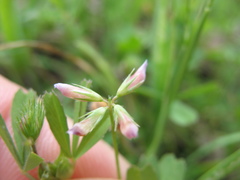 Trifolium bifidum decipiens