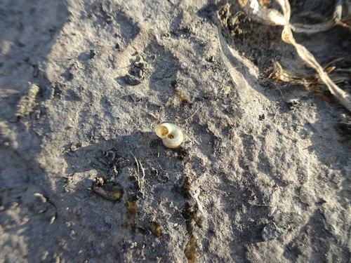 Valvata tricarinata observed 2026-08-25