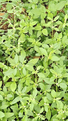 Alternanthera ficoidea, photograph 2
