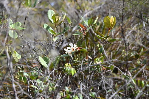 Rhododendron konori observed 2026-08-06
