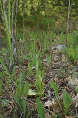 Himantoglossum comperianum