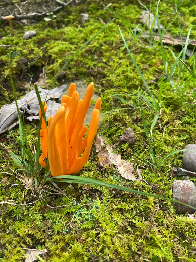 Orange Spindle · August 2026 · photo: Photo: no rights reserved · iNaturalist