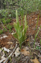 Himantoglossum caprinum