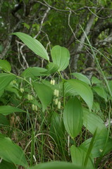 Polygonatum latifolium