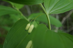 Polygonatum latifolium