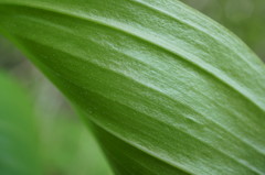 Polygonatum latifolium